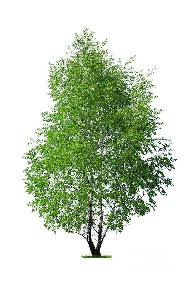 Young Birch Tree On White Photograph