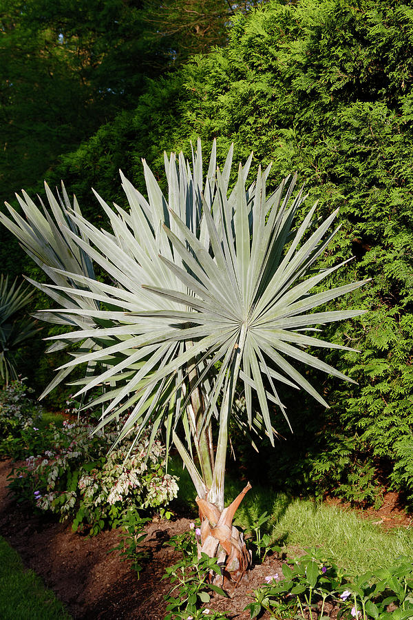 Young Bismarkia Palm Photograph by Sally Weigand