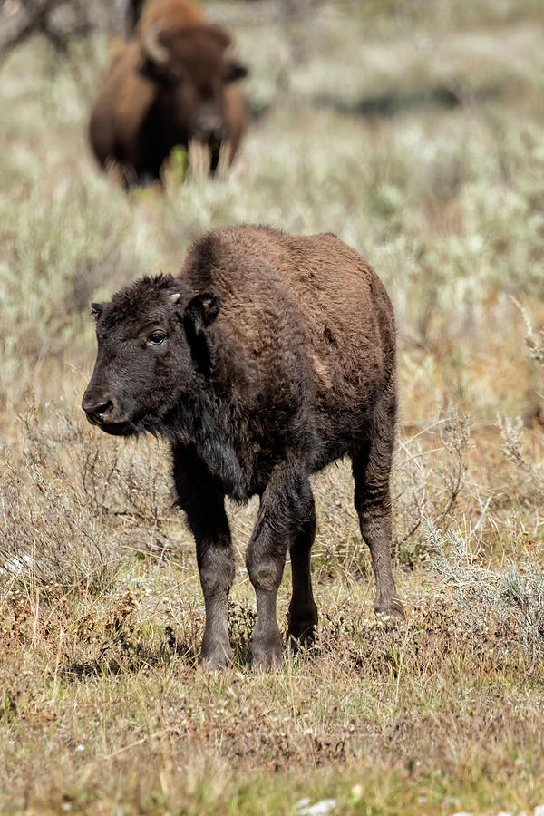 Young Bison at Yellowstone Photograph by Belinda Greb