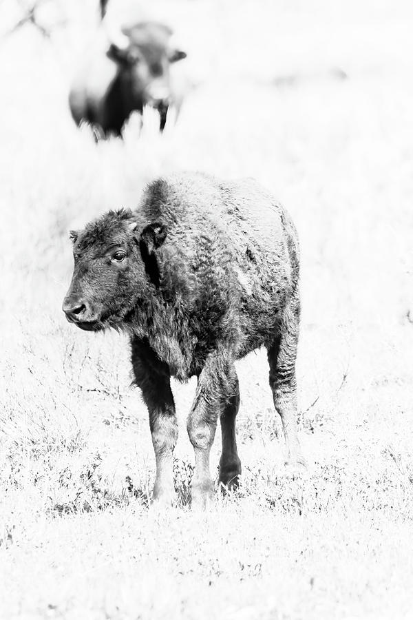 Young Bison at Yellowstone, black and white Photograph by Belinda Greb