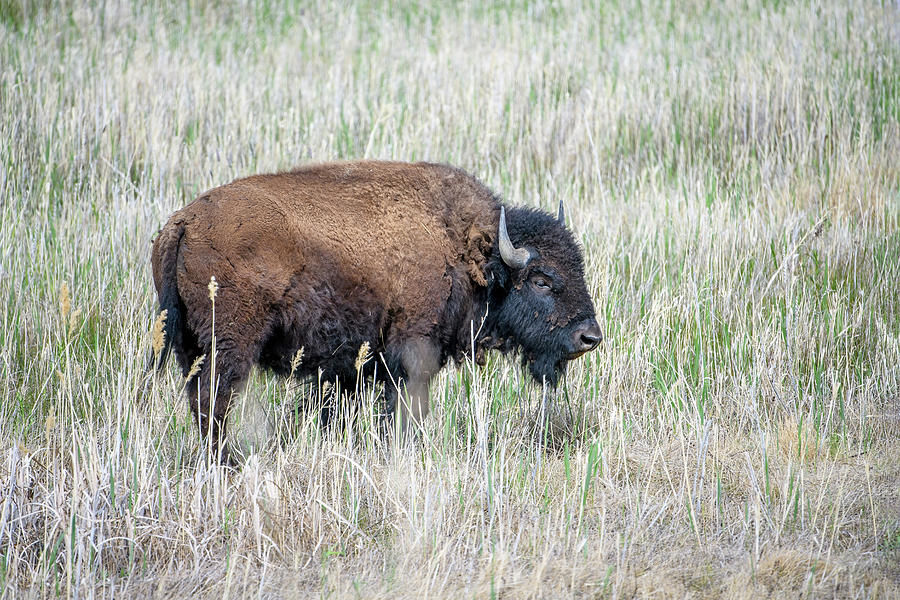 Young Bison Bull Photograph by Fon Denton