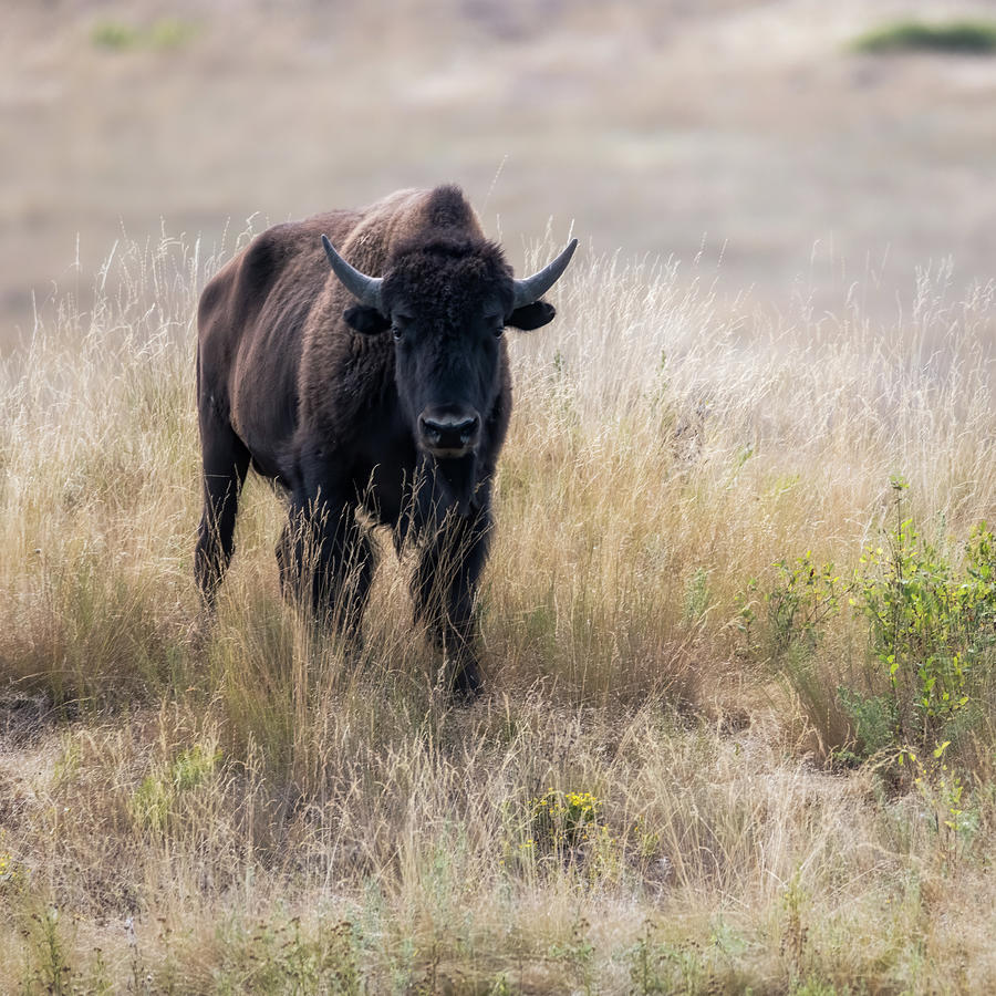 Young Bison Photograph