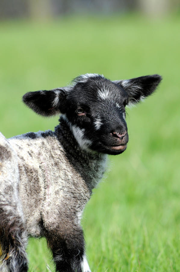 Sheep Photograph - Young black and white lamb Wimborne Dorset by Loren Dowding