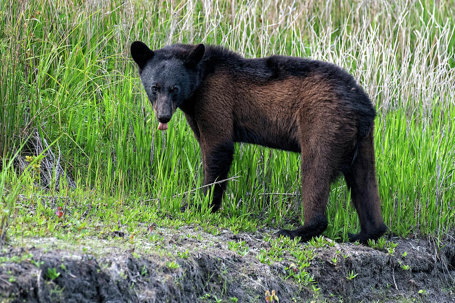 Young Black Bear Photograph by Fon Denton