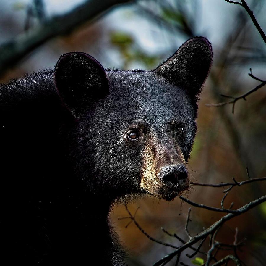 Young Black Bear Portrait Photograph by Ronald Lutz