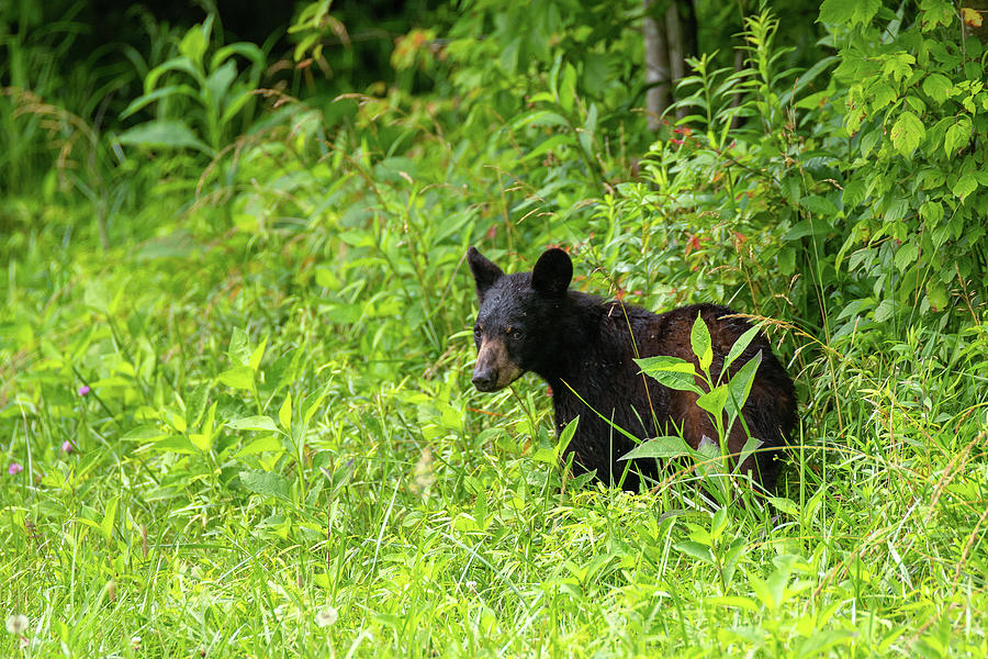Young Black Bear Photograph by Robert J Wagner