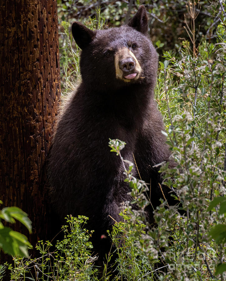 Young Black Bear Photograph by Steven Krull