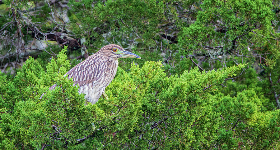 Young Black-Crowned Night Heron on the Marsh Pond Photograph by Bob Decker