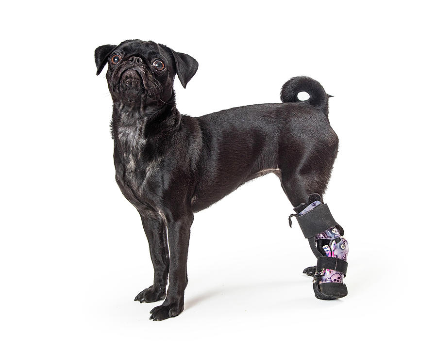 Pug Photograph - Young Black Pug Dog Injured Paw by Good Focused