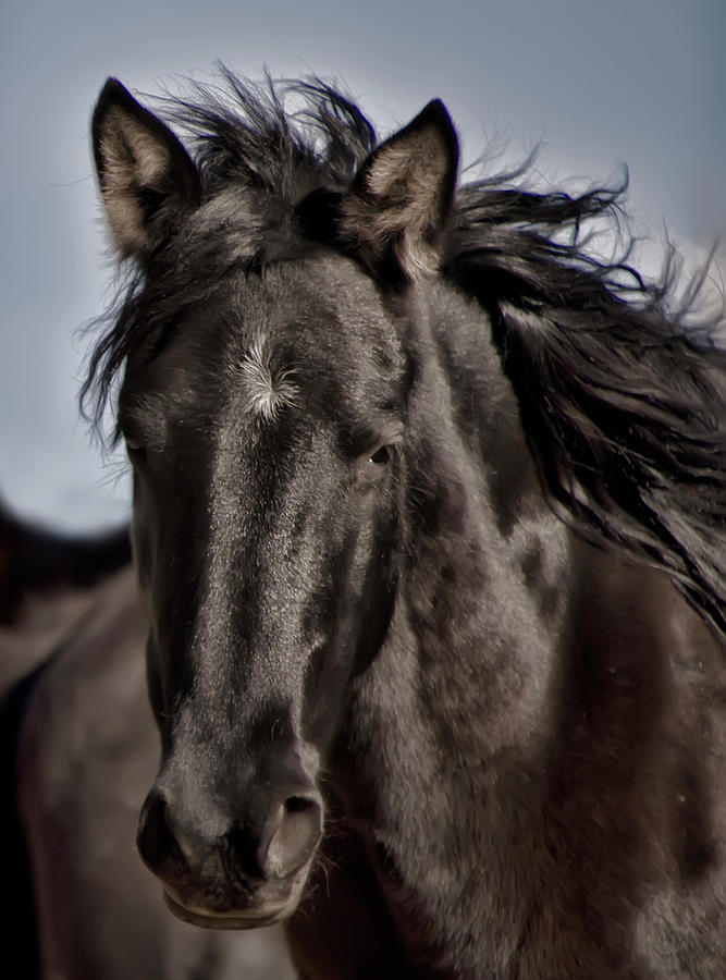 Young Black Wild Horse Photograph by Waterdancer