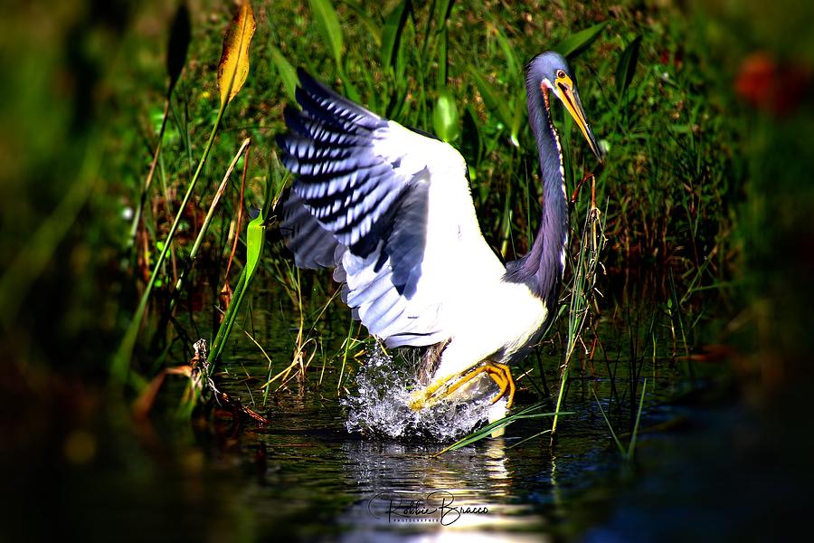 Young Blue Heron Dancing In The Water Photograph by Philip And Robbie Bracco