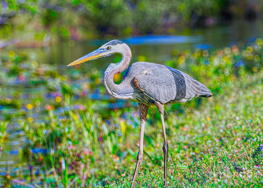 Young Blue Heron Photograph by Judy Kay