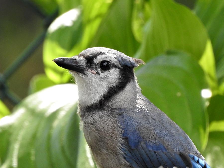 Young Bluejay Photograph by Betty-Anne McDonald