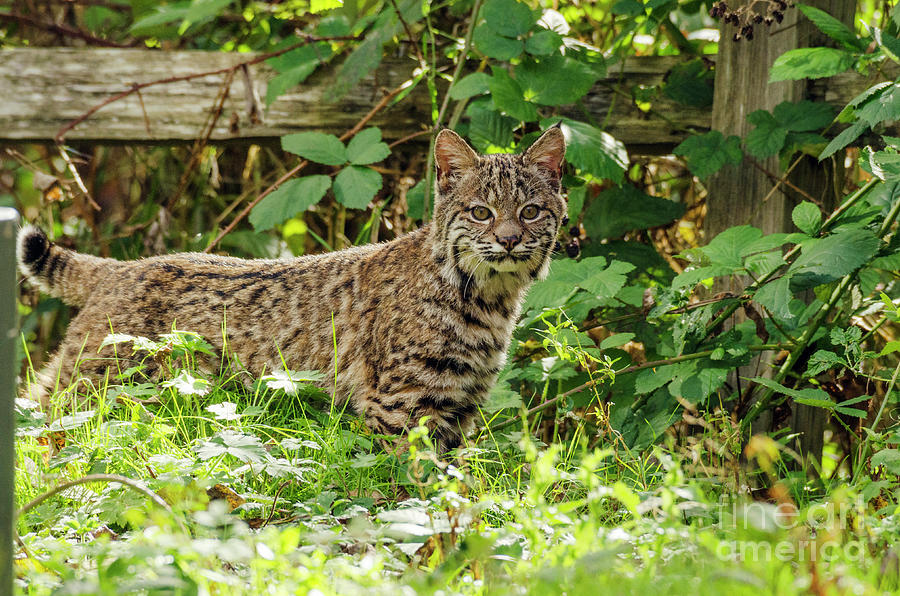 Young Bobcat Photograph by Kristine Anderson