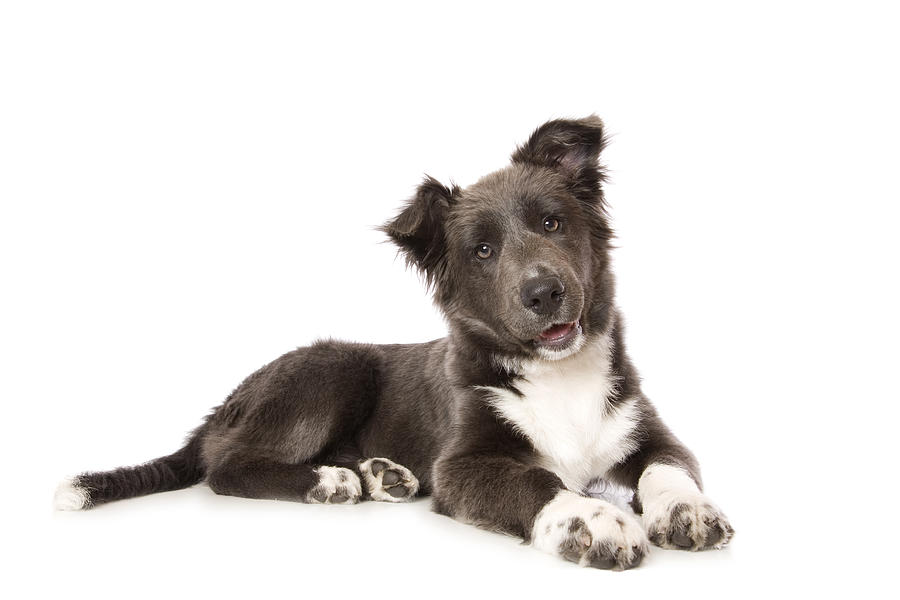 Young Border Collie Pup Photograph by Yellowsarah