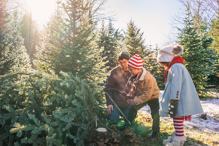 Young boy cutting down Christmas tree with father and sister Photograph by Elizabethsalleebauer