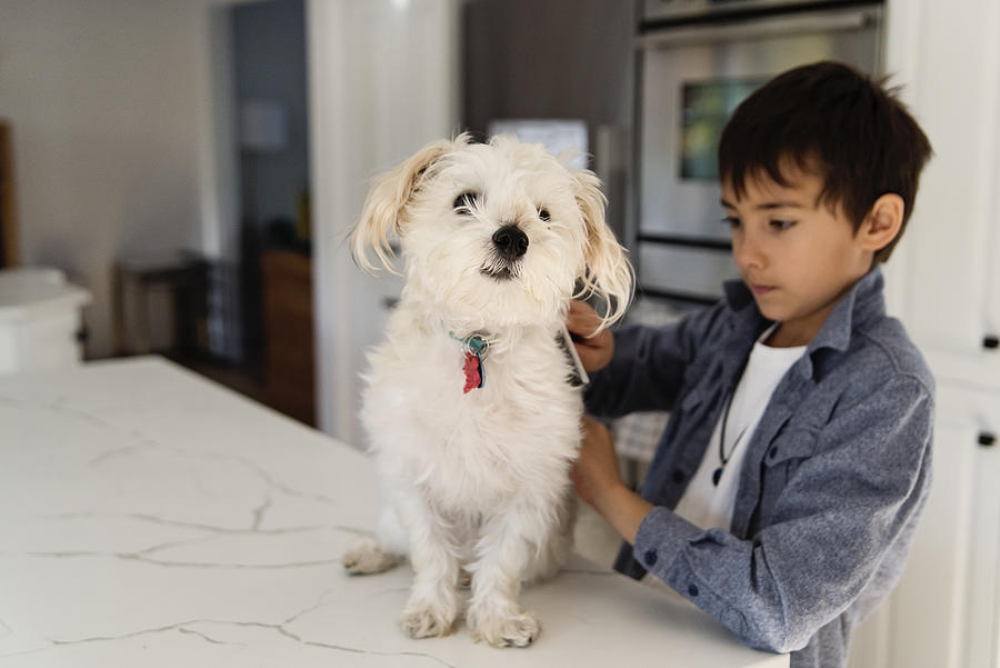 Young boy grooming morki dog on kitchen counter. Photograph by Martinedoucet