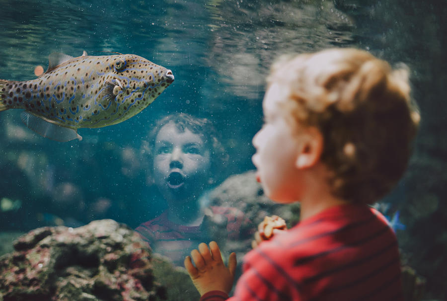 Young boy looking at fish in aquarium Photograph by Guido Mieth