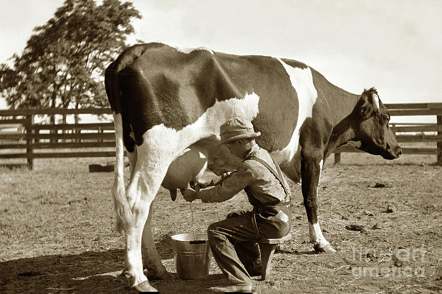 Cow Photograph - Young boy milking a cow on One-Legged Milking Stool 1900 by Monterey County Historical Society