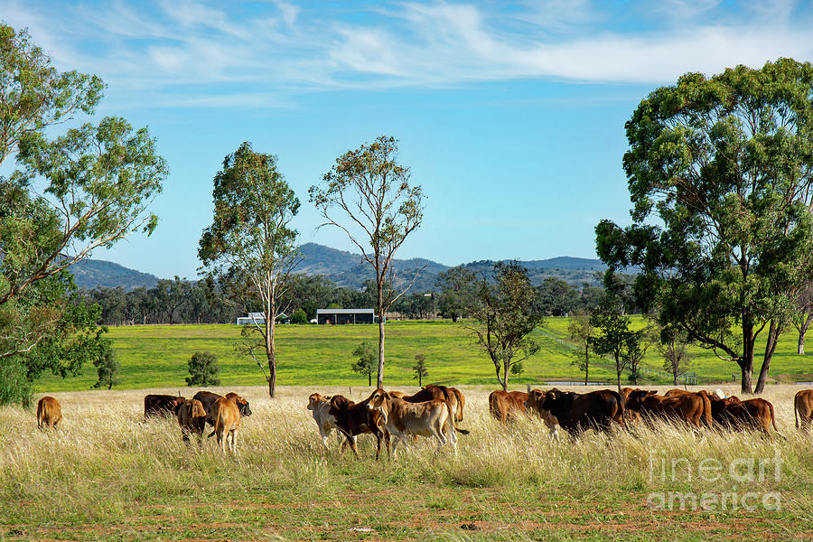 Cattle Photograph - Young Brahman Cross and Angus cattle feeding on winter grass, NSW Australia. by Christopher Edmunds
