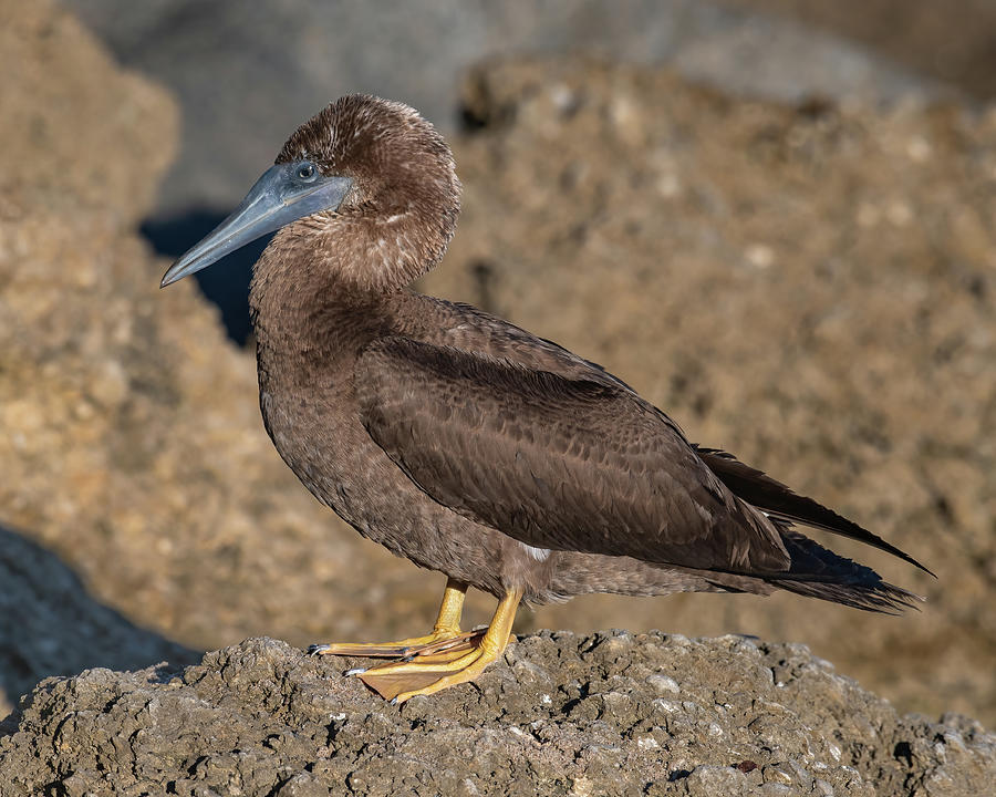 Young Brown Booby on a Rock Photograph by Bradford Martin
