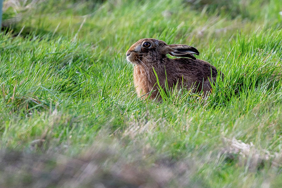 Young Brown Hare Photograph by Mark Hunter