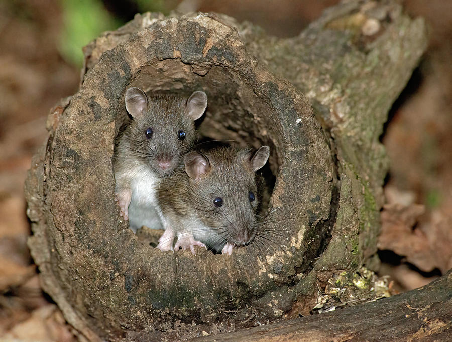 Young Brown Rats Photograph by Rick Dove