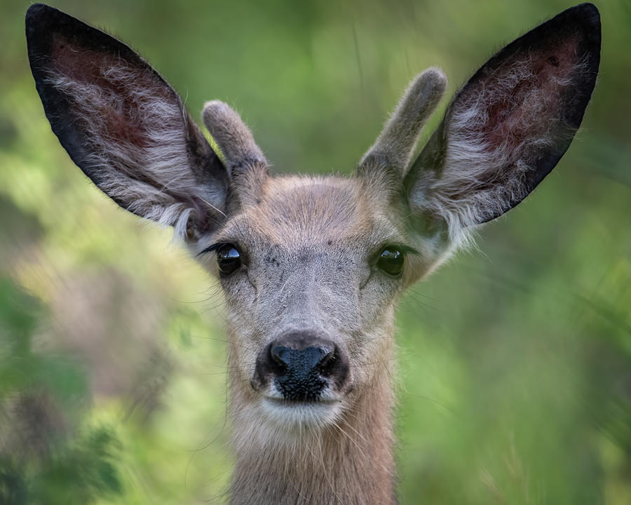Young Buck Photograph by Constance Puttkemery