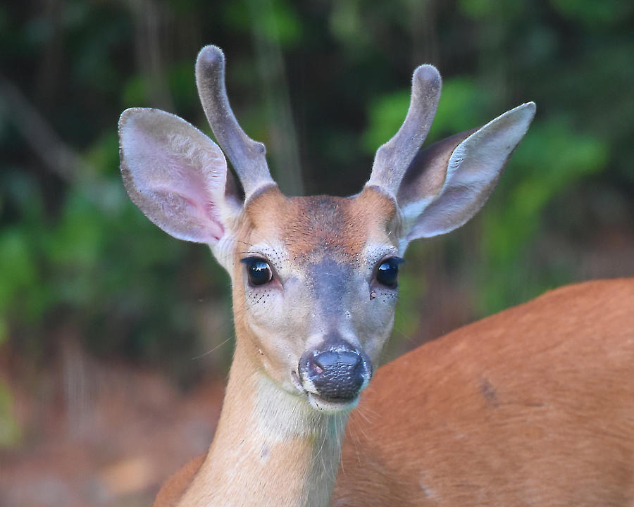 Young Buck Deer Portrait Photograph by Jerry Griffin