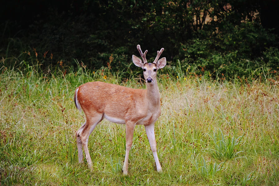 Deer Photograph - Young Buck Deer Pose by Gaby Ethington