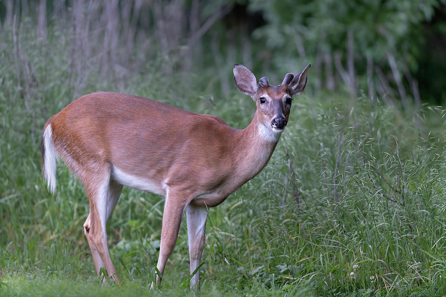 Young Buck Photograph