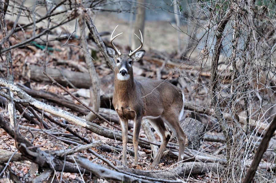 Young Buck in the Woods Photograph by Russel Considine