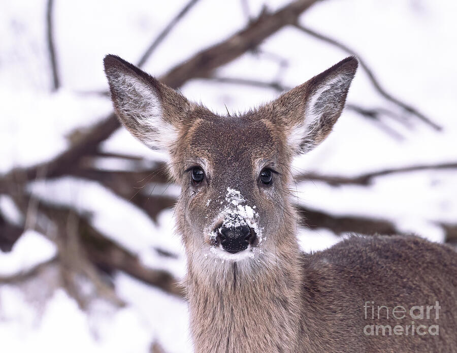Young Buck in Winter Photograph by Chris Scroggins