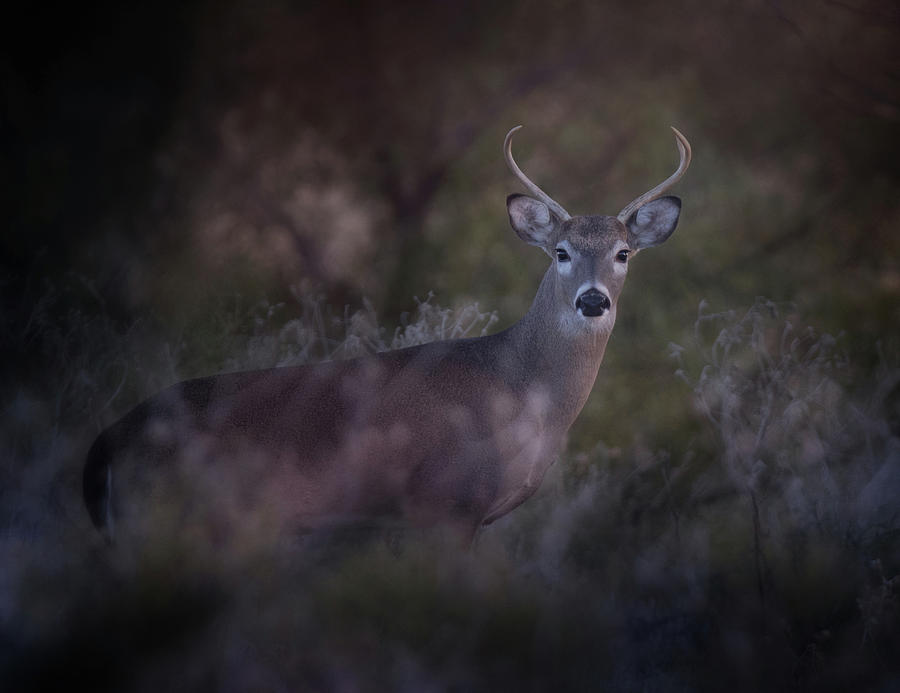 Buck Photograph - Young Buck by Kristi Johnson Buck Photograph - Young Buck by Kristi Johnson