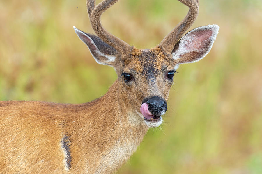 Young Buck Licking his chops Photograph by Christina Stobbs - Fine Art ...