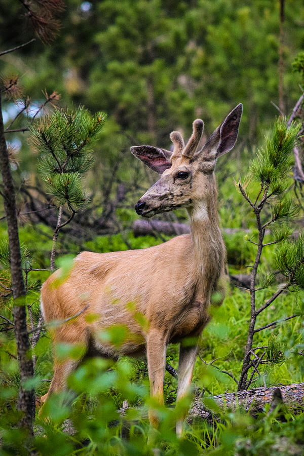Young Buck On The Mountain Photograph
