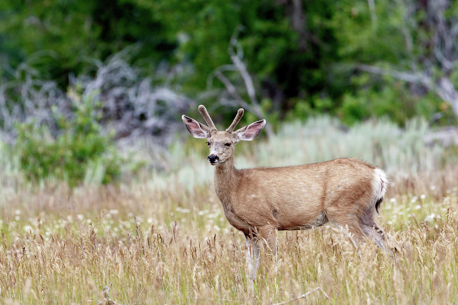 Young Buck Photograph by Ronnie And Frances Howard