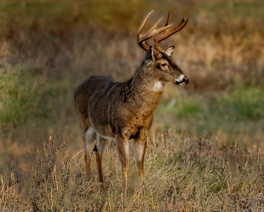 Young Buck Photograph by Theresa D Williams