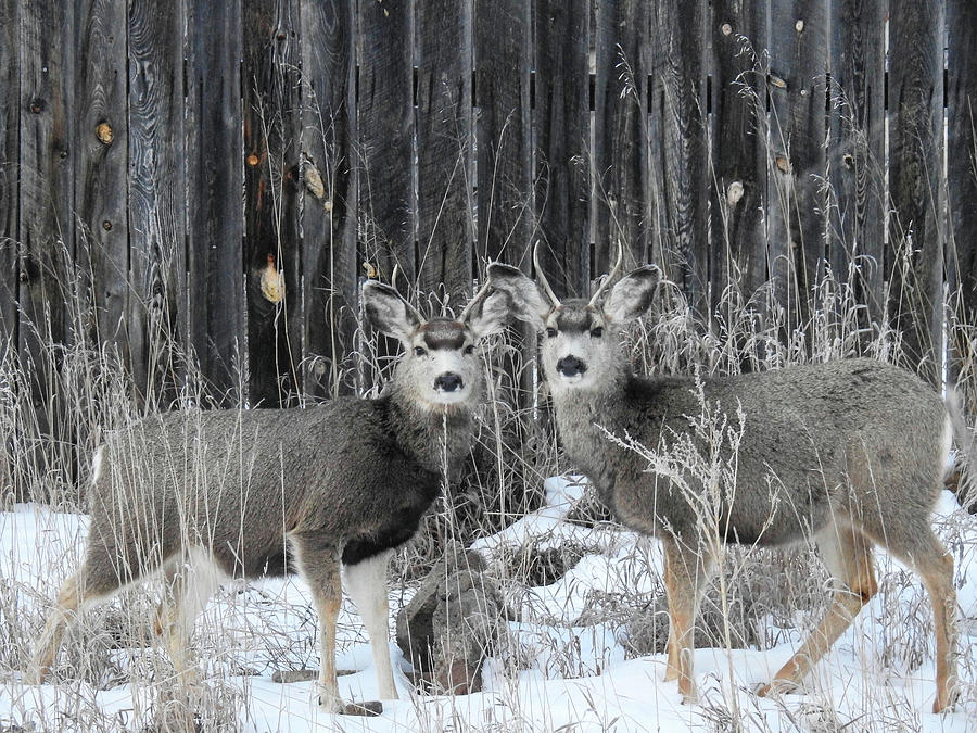 Young Bucks Photograph by Donald J Gray