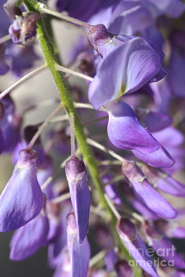 Young Buds Wisteria Flowers Photograph by Joy Watson