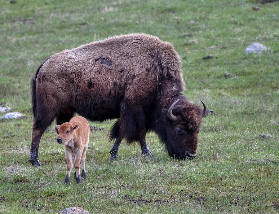 Young Buffalo with Mom Photograph by Paul Freidlund