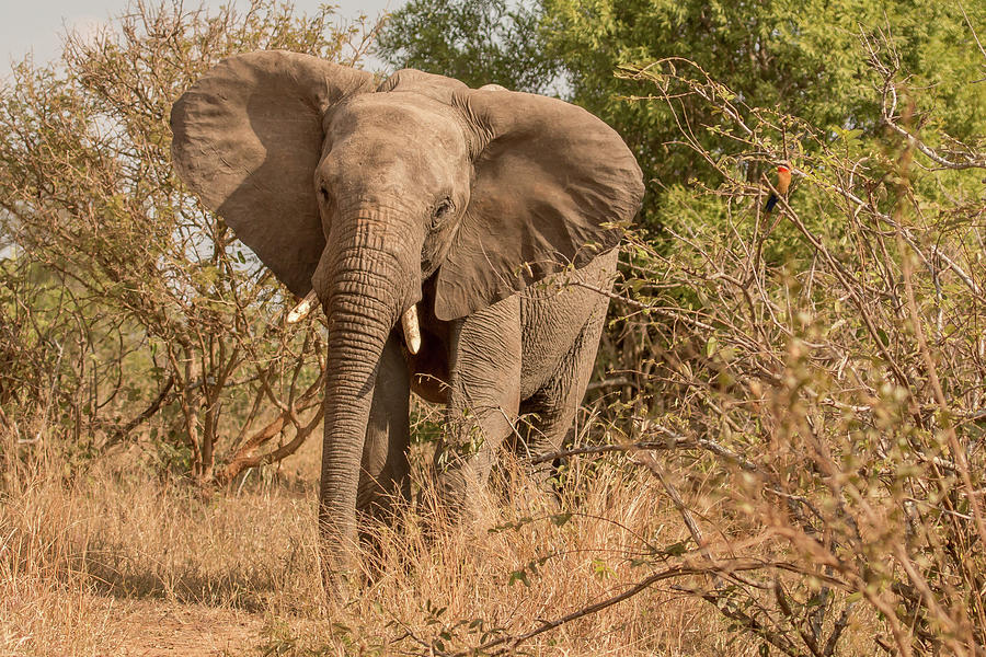 Bull Elephant Photograph - Young Bull Elephant by MaryJane Sesto