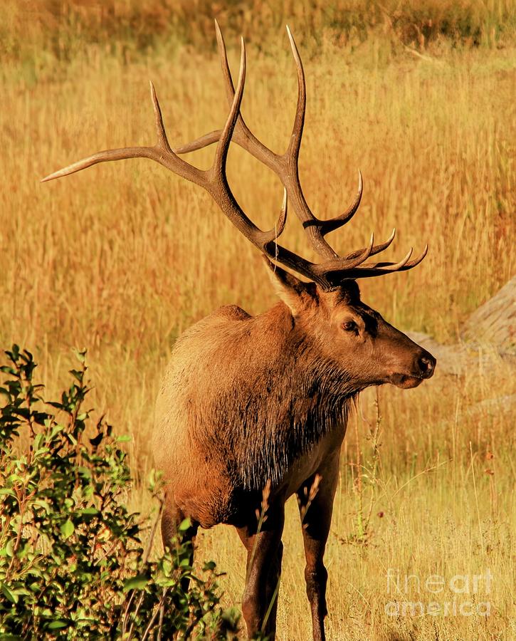 Rocky Mountain National Park Photograph - Young Bull Elk in Rocky Mountain National Park, CO by Scott Mason Photography