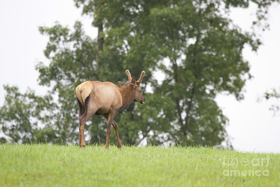 Young Bull Elk Series Photograph by Jeannette Hunt