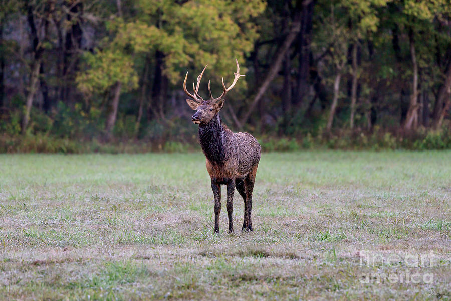 Young Bull Elk Photograph by Jennifer White
