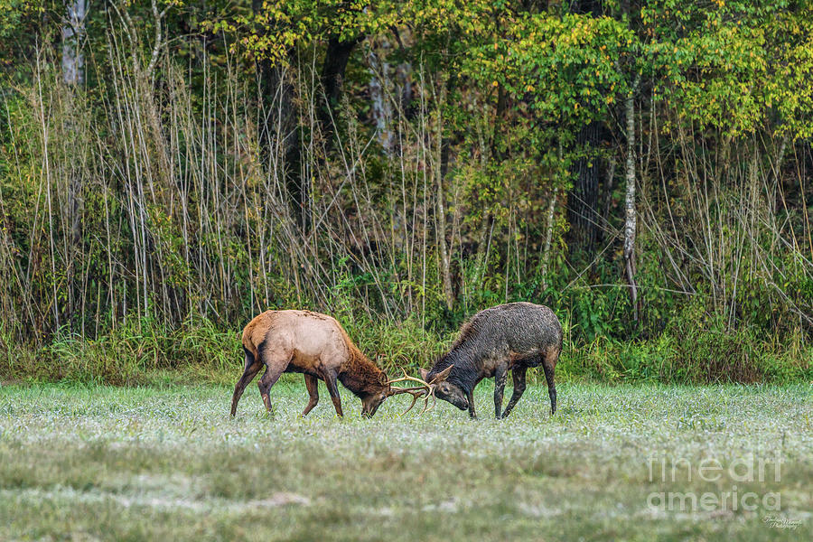 Young Bull Elk Playing Photograph by Jennifer White