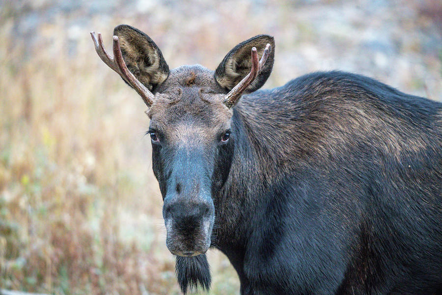 Young Bull Moose Photograph by Brad Barker