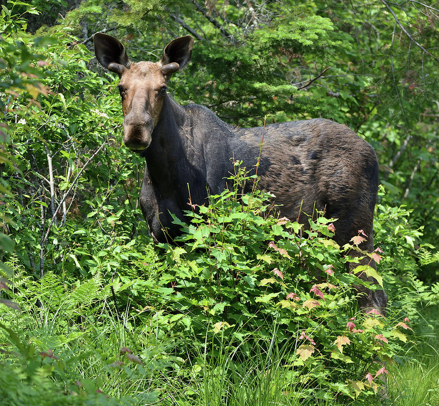 Young Bull Moose Photograph by David Porteus