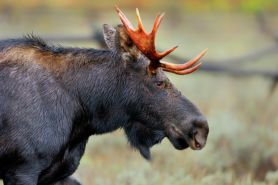 Young Bull Moose Photograph by Gary Langley