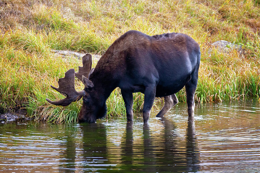 Young Bull Moose Photograph by Lana Trussell